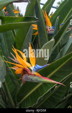 Strelitzia Reginae o uccello del paradiso fiore close-up Foto Stock