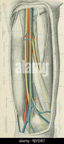 . Atlas di applicato (carta topografica) anatomia umana per studenti e professionisti. Anatomia. . Si prega di notare che queste immagini vengono estratte dalla pagina sottoposta a scansione di immagini che possono essere state migliorate digitalmente per la leggibilità - Colorazione e aspetto di queste illustrazioni potrebbero non perfettamente assomigliano al lavoro originale. Bardeleben, Karl Heinrich von, 1849-1919; Haeckel Ernst Heinrich Philipp August, 1834-1919. Londra : Rebman limitata; New York, Rebman company Foto Stock