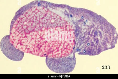 . Atlas di influenza ematologia. Ematologia veterinaria; pollame -- malattie. . Si prega di notare che queste immagini vengono estratte dalla pagina sottoposta a scansione di immagini che possono essere state migliorate digitalmente per la leggibilità - Colorazione e aspetto di queste illustrazioni potrebbero non perfettamente assomigliano al lavoro originale. Lucas, Alfred M. (Alfred Martin), 1900-; Jamroz, Casimiro. Washington, D. C. : U. S. Dipartimento di Agricoltura Foto Stock