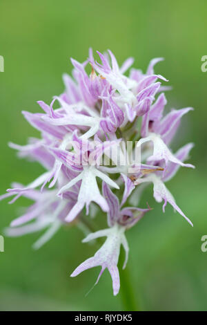 L'italiano Orchidea (Orchis italica), infiorescenza, Basilicata, Italia Foto Stock