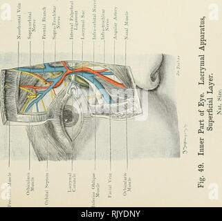 . Atlas di applicato (carta topografica) anatomia umana per studenti e professionisti. Anatomia. ^ ^ â 8^ 3 Q Triangula Cartilag e turbinate Bont- 31 -.SF S u - 2^ r rt -) Â£ â¢un wj 03 *J S o O ^ J3. S. Si prega di notare che queste immagini vengono estratte dalla pagina sottoposta a scansione di immagini che possono essere state migliorate digitalmente per la leggibilità - Colorazione e aspetto di queste illustrazioni potrebbero non perfettamente assomigliano al lavoro originale. Bardeleben, Karl Heinrich von, 1849-1919; Haeckel Ernst Heinrich Philipp August, 1834-1919. Londra : Rebman limitata; New York, Rebman company Foto Stock