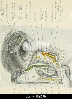 . Atlas di applicato (carta topografica) anatomia umana per studenti e professionisti. Anatomia. ^ ^ â 8^ 3 Q Triangula Cartilag e turbinate Bont- 31 -.SF S u - 2^ r rt -) Â£ â¢un wj 03 *J S o O ^ J3. Si prega di notare che queste immagini vengono estratte dalla pagina sottoposta a scansione di immagini che possono essere state migliorate digitalmente per la leggibilità - Colorazione e aspetto di queste illustrazioni potrebbero non perfettamente assomigliano al lavoro originale. Bardeleben, Karl Heinrich von, 1849-1919; Haeckel Ernst Heinrich Philipp August, 1834-1919. Londra : Rebman limitata; New York, Rebman company Foto Stock