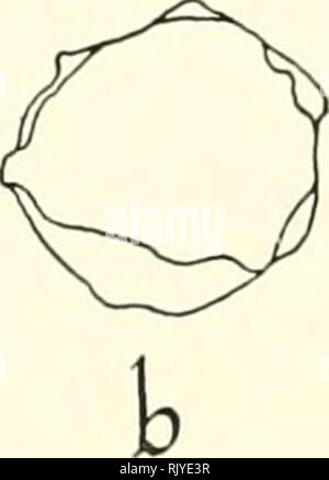 . Atlas di influenza ematologia. Ematologia veterinaria; pollame -- malattie. . Si prega di notare che queste immagini vengono estratte dalla pagina sottoposta a scansione di immagini che possono essere state migliorate digitalmente per la leggibilità - Colorazione e aspetto di queste illustrazioni potrebbero non perfettamente assomigliano al lavoro originale. Lucas, Alfred M. (Alfred Martin), 1900-; Jamroz, Casimiro. Washington, D. C. : U. S. Dipartimento di Agricoltura Foto Stock