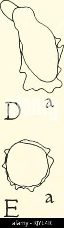 . Atlas di influenza ematologia. Ematologia veterinaria; pollame -- malattie. . Si prega di notare che queste immagini vengono estratte dalla pagina sottoposta a scansione di immagini che possono essere state migliorate digitalmente per la leggibilità - Colorazione e aspetto di queste illustrazioni potrebbero non perfettamente assomigliano al lavoro originale. Lucas, Alfred M. (Alfred Martin), 1900-; Jamroz, Casimiro. Washington, D. C. : U. S. Dipartimento di Agricoltura Foto Stock