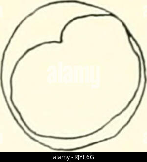 . Atlas di influenza ematologia. Ematologia veterinaria; pollame -- malattie. . Si prega di notare che queste immagini vengono estratte dalla pagina sottoposta a scansione di immagini che possono essere state migliorate digitalmente per la leggibilità - Colorazione e aspetto di queste illustrazioni potrebbero non perfettamente assomigliano al lavoro originale. Lucas, Alfred M. (Alfred Martin), 1900-; Jamroz, Casimiro. Washington, D. C. : U. S. Dipartimento di Agricoltura Foto Stock