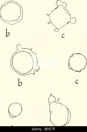 . Atlas di influenza ematologia. Ematologia veterinaria; pollame -- malattie. . Si prega di notare che queste immagini vengono estratte dalla pagina sottoposta a scansione di immagini che possono essere state migliorate digitalmente per la leggibilità - Colorazione e aspetto di queste illustrazioni potrebbero non perfettamente assomigliano al lavoro originale. Lucas, Alfred M. (Alfred Martin), 1900-; Jamroz, Casimiro. Washington, D. C. : U. S. Dipartimento di Agricoltura Foto Stock