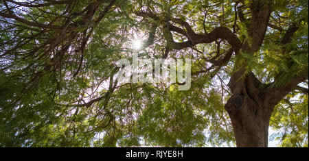 Raggi di sole che splende attraverso foglie di albero, sullo sfondo della natura Foto Stock