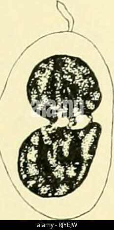 . Atlas di influenza ematologia. Ematologia veterinaria; pollame -- malattie. . Si prega di notare che queste immagini vengono estratte dalla pagina sottoposta a scansione di immagini che possono essere state migliorate digitalmente per la leggibilità - Colorazione e aspetto di queste illustrazioni potrebbero non perfettamente assomigliano al lavoro originale. Lucas, Alfred M. (Alfred Martin), 1900-; Jamroz, Casimiro. Washington, D. C. : U. S. Dipartimento di Agricoltura Foto Stock