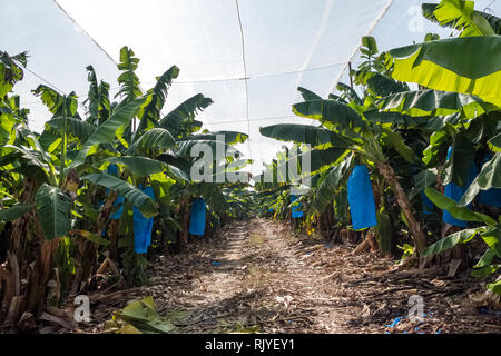 Piantagioni di banane coperte con mesh in Israele Foto Stock