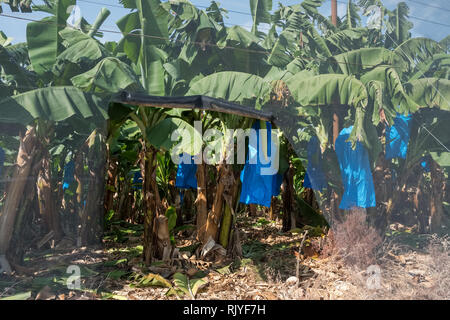 Piantagioni di banane coperte con mesh in Israele Foto Stock