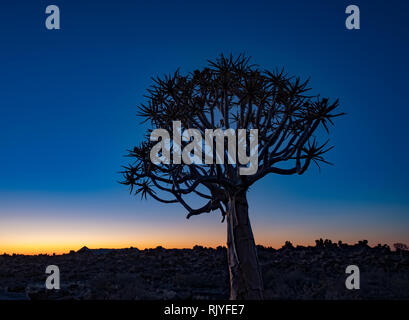 Quivertrees sono unici per i deserti della Namibia Foto Stock