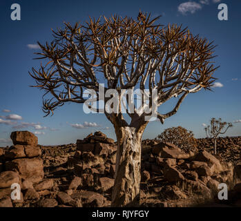 Quivertrees sono unici per i deserti della Namibia Foto Stock