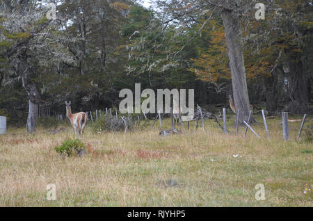 Il guanaco nel sud della foresta di faggio in Karukinka riserva naturale, Tierra del Fuego, Cile Foto Stock