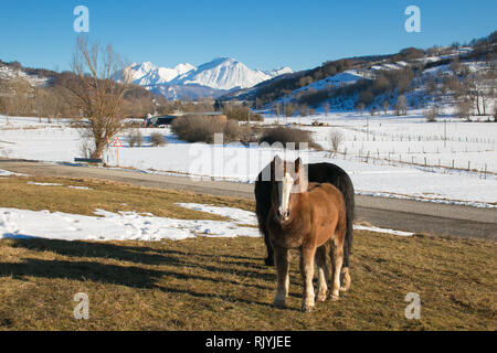 Cavalli selvaggi di pascolo invernale sul paesaggio di montagna in Abruzzo Foto Stock