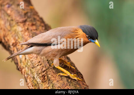 Il brahminy myna o starling Sturnia pagodarum è un allevatore residente in Nepal e India, un inverno visitatore di Sri Lanka e un visitatore estivo in noi Foto Stock