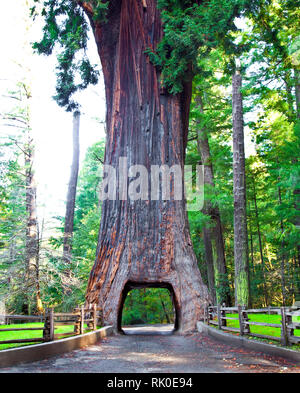 Lampadario Drive Thru albero di sequoia Foto Stock