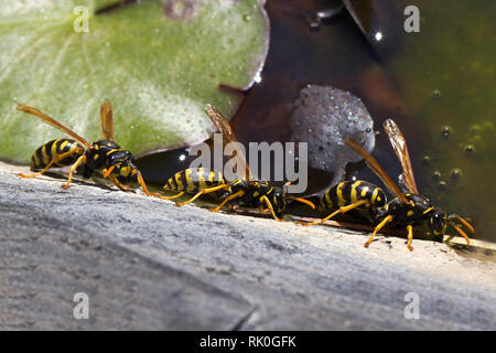 Wasps / Gruppo wasps bere acqua da uno stagno. Foto Stock