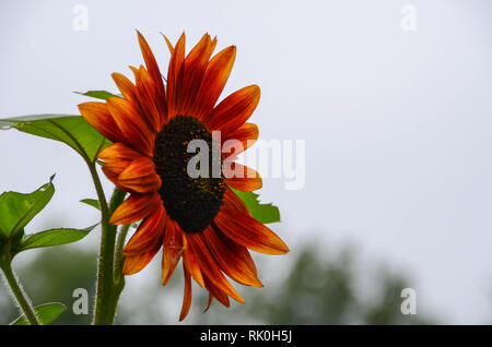 Vista laterale di un girasole Foto Stock