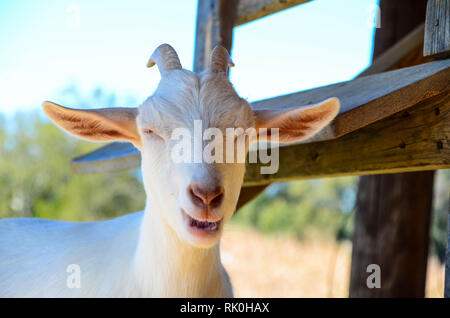 Close-up di Billy testa di capre Foto Stock