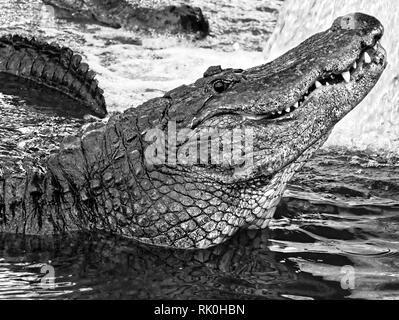 Aligator lo sguardo dal fiume bianco nero Foto Stock