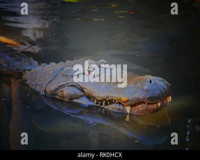 Gace mudd aligator Foto Stock