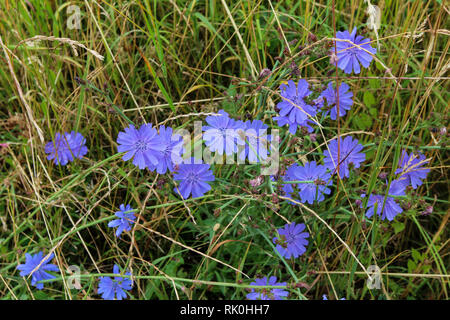 Le cicorie di Bruxelles / comune cicoria Cichorium intybus, è un po' in woody, pianta erbacea perenne fornita di solito con blu brillante di fiori, raramente bianca o rosa. Foto Stock