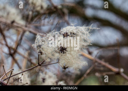 Teste di seme con appendici di seta di Wild Climatis Foto Stock