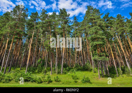 Pineta con alte esili Tronchi di conifere, aria pura e fresca e luminosa blu cielo - bella estate sunny paesaggio. Natura maestosa di Al Foto Stock