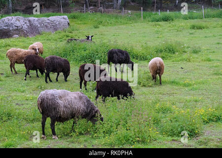 Le pecore al pascolo sul giorno di estate Foto Stock