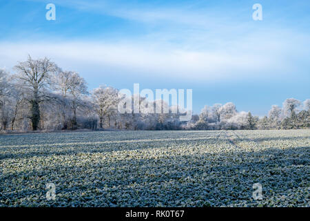 Trasformata per forte gradiente frost copertura di alberi e terreni agricoli in gennaio. Vicino a Burford, Oxfordshire Gloucestershire frontiera, Inghilterra. Foto Stock
