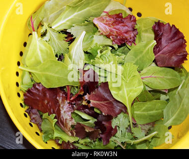 Sana molla organico mescolare le foglie di lattuga dopo il risciacquo in scolapasta Foto Stock