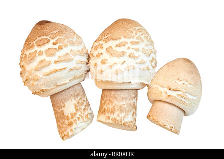 Chlorophyllum rhacodes, Shaggy parasol fungo (fungo ombrello), Ombrello grande motley isolato su uno sfondo bianco Foto Stock