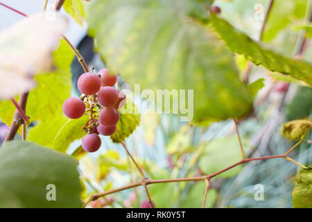 Il brunch fresco di porpora uve in vigna sul sfocata sullo sfondo della natura. Vista ravvicinata Foto Stock