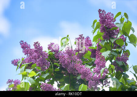 Lilla. Lillà o siringa. Colorata viola lillà fiorisce con foglie verdi. Motivo floreale. Lilac texture di sfondo. Carta da parati lilla. Non affilare. Foto Stock