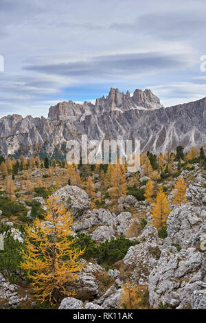 Croda da Lago, Dolomiti, Veneto, Italia. Vista di larici in autunno da vicino il Passo Giau Foto Stock