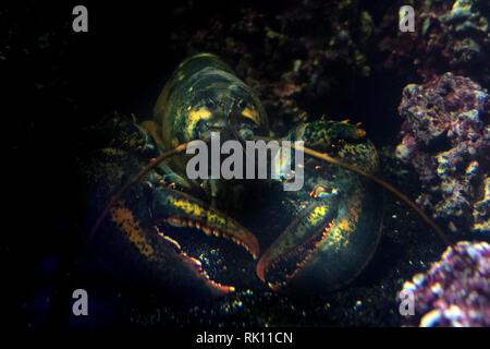 Homarus lobster underwater close up Foto Stock