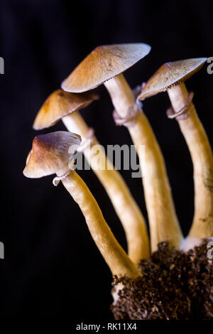 Psilocybe cubensis - quattro freschi i funghi magici in terreno con uno sfondo nero - Psilocybe cubensis è una specie di funghi psichedelici Foto Stock