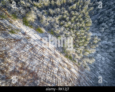 Il freddo inverno mattina in foreste di montagna con coperta di neve di abeti. Splendida piscina scena della montagna Stara Planina in Bulgaria. Foto Stock
