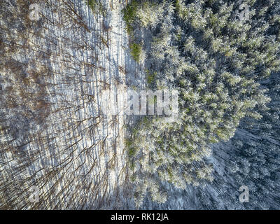 Il freddo inverno mattina in foreste di montagna con coperta di neve di abeti. Splendida piscina scena della montagna Stara Planina in Bulgaria. Foto Stock