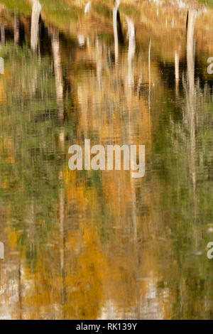 Alberi e autunno colori riflessi nel Lago Antorno, vicino a Misurina, Dolomiti, Veneto, Italia Foto Stock