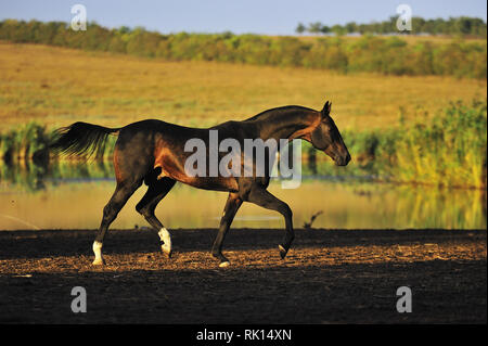 Daino scuro Akhal Teke stallion corre nel trotto lungo la linea di galleggiamento al pascolo. Orizzontale, vista laterale in movimento. Foto Stock