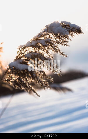 Phragmite Reed in inverno al tramonto - pianta invasiva con neve su di esso Foto Stock