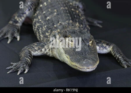 Alligatore del bambino allo spettacolo di fauna selvatica Foto Stock