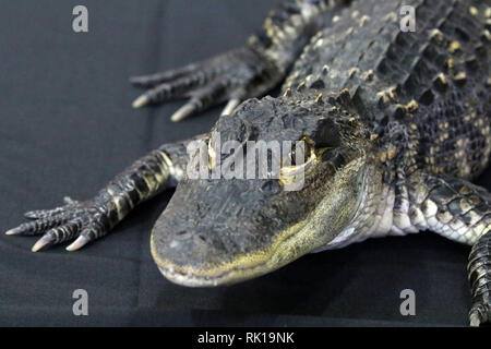 Coccodrillo del bambino Foto Stock