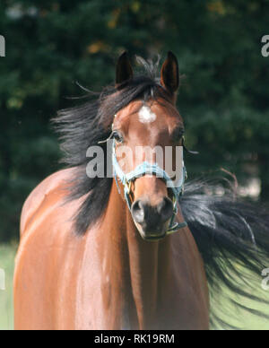 Inverno Horsekeeping Foto Stock