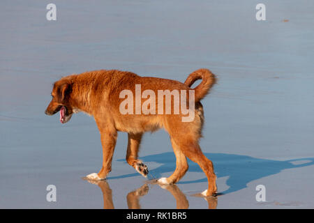 Un cane di zenzero camminando sul bordo delle acque sulla spiaggia Foto Stock