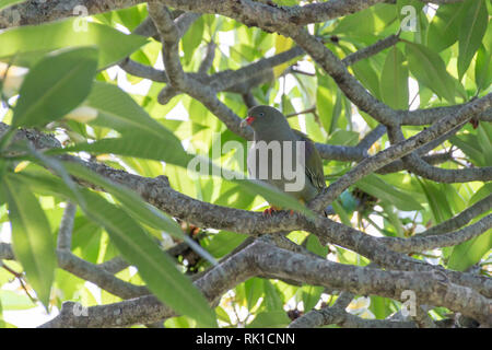 Una vista ravvicinata di una parte posteriore green pigeon mimetizzata dalle foglie verdi in una struttura ad albero Foto Stock