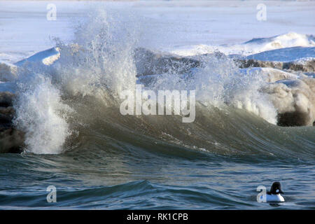 Golden Eye nel Lago Ontario onde invernali Foto Stock