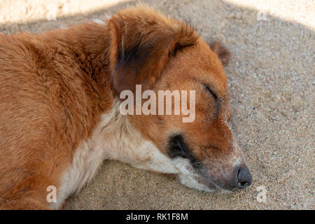 Un cane di zenzero che dorme nella shad sulla spiaggia di sabbia Foto Stock