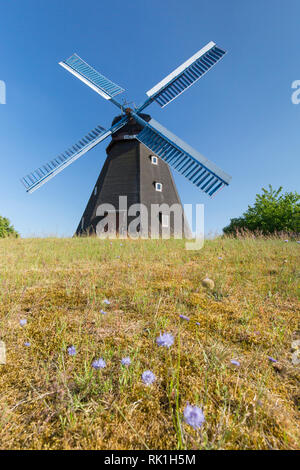 1863 windmill Paula, smock mill a Steinhude vicino Wunstorf, Bassa Sassonia / Bassa Sassonia, Germania Foto Stock